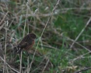 Stonechat_Girdle Ness_200119a.jpg