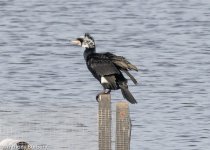 cormorant-3159.jpg