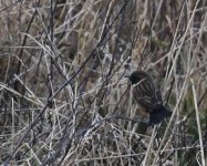 Stonechat_Girdle Ness_200119b.jpg