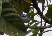 Cerulean Warbler.jpg