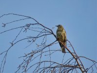 Mistle Thrush.jpg