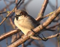 House Sparrow_Girdle Ness_200119a.jpg