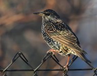 Starling_Girdle Ness_200119a.jpg