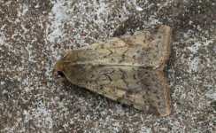 Scarce Bordered Straw 001 (2).jpg