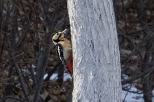 Great Spotted Woodpecker (female japonicus).jpg