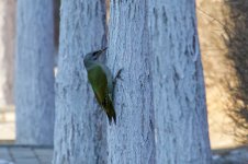 Grey-Headed Woodpecker (1).jpg