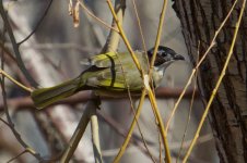 Chinese Bulbul.jpg