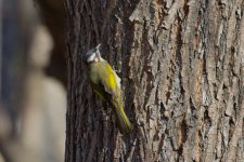 Chinese Bulbul (1).jpg