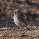 Magreb wheatear 2.jpg