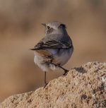 Magreb wheatear 3.jpg