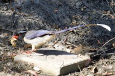 Red-Billed Blue Magpie.jpg