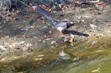 Red-Billed Blue Magpie (2).jpg