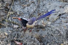 Red-Billed Blue Magpie (3).jpg