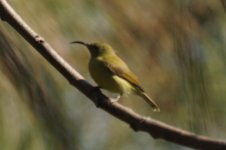 reduced - Unidentified Sunbird - foothills E Kath - India-Nepal 2018 2018-10-30 053.JPG