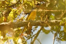 reduced - Unidentified - Minivet - poss grey-chinned - India-Nepal 2018 2018-11-01 186.JPG