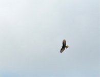 Honey Buzzard.jpg