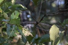 gnatcatcher-4.jpg