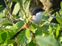 Alcaudón schach cabecinegro. Rufous.jpg