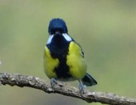 Carbonero dorsiverde. Green-backed tit.jpg