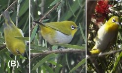 White-eyes2.jpg