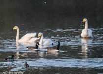 Whooper Swans-1212.jpg