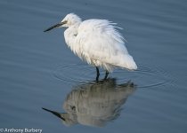 Little Egret-1157.jpg