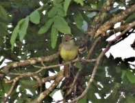 Great Crested Flycatcher.jpg