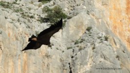 2018.12.21 Griffon Vulture.JPG