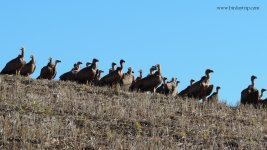 2018.12.21 Griffon Vultures.JPG