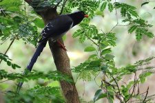 DSC02475 Red-billed Blue Magpie @ Ho Man Tin.jpg