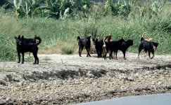 DSC02520 Horny dogs @ San Tin.jpg