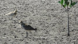 DSC02565 European & Pacific Golden Plovers @ Mai Po.jpg