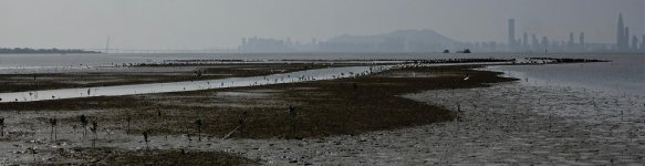 DSC02611 View from new BW hide @ Mai Po.jpg