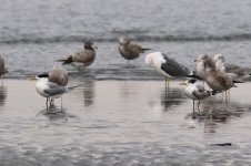 Greater Crested Tern (04) - Copy.jpg