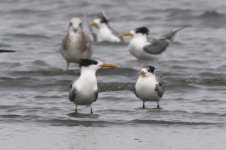 Greater Crested Tern (05) - Copy.jpg