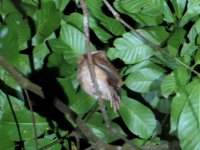 Hodgson's Frogmouth.jpg