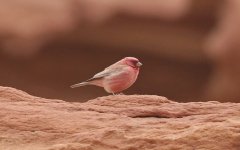 999 Sinai Rosefinch.jpg