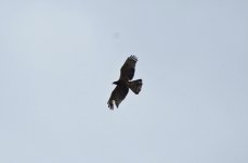 999 Crested Honey Buzzard.jpg