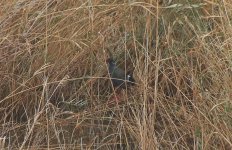 999 African Swamphen.jpg