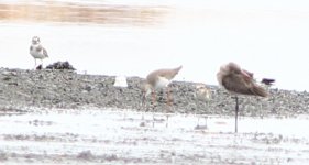 Redshank1.JPG