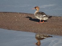 Mergus serrator - Red breasted Merganser Mesa Wetland 210119 photo Petros Tsakmakis‎.JPG