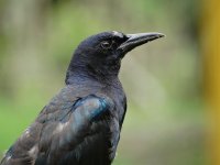 common grackle (3).jpg