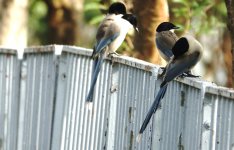 DSC03034 Azure-winged Magpie @ San Tin.jpg