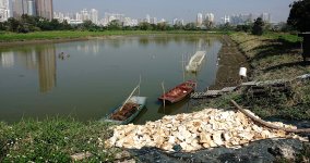 DSC03038 Bread for fish food @ San Tin.jpg