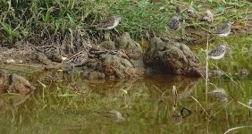 DSC03045 Common Sandpiper + Wood Sandpiper @ San Tin.jpg