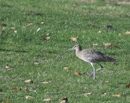 Curlew_Girdle Ness_201018a.jpg