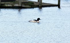 BF Goosander 201018 S0110027.jpg