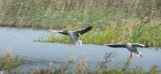 BF Greylag 201018 S0300106.jpg