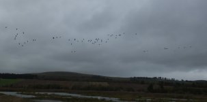 BF Greylag flyby 20102018 S0390162.jpg