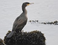 Cormorant_Girdle Ness_171118a.jpg